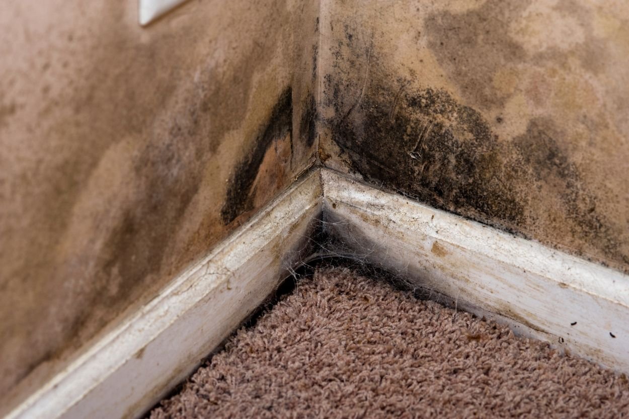 Visible mold in the corner of a basement, indicating the necessity for mold removal services in Honolulu, HI.