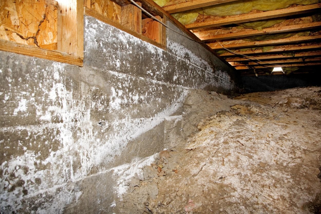 Mold present on a wooden floor in a basement, illustrating the requirement for crawl space mold removal services in Honolulu, HI.