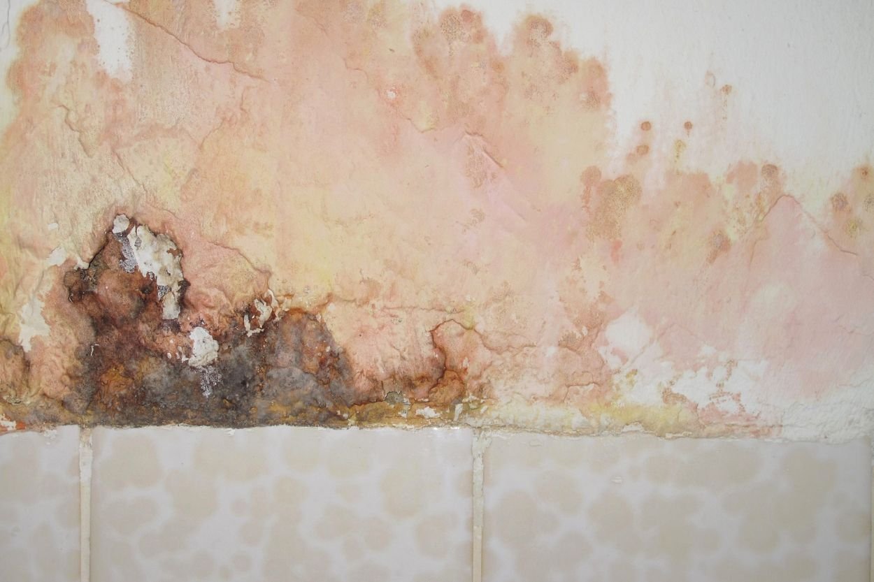 A bathroom featuring mold on the wall, illustrating the necessity for professional mold removal in Honolulu, HI.