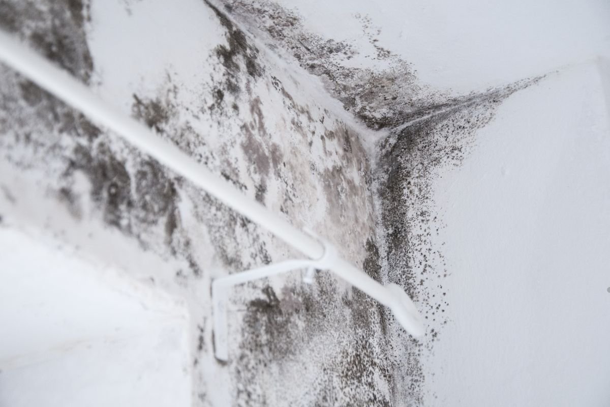 Mold growth on a wall, highlighting the need for professional mold removal services to ensure a healthy living environment.