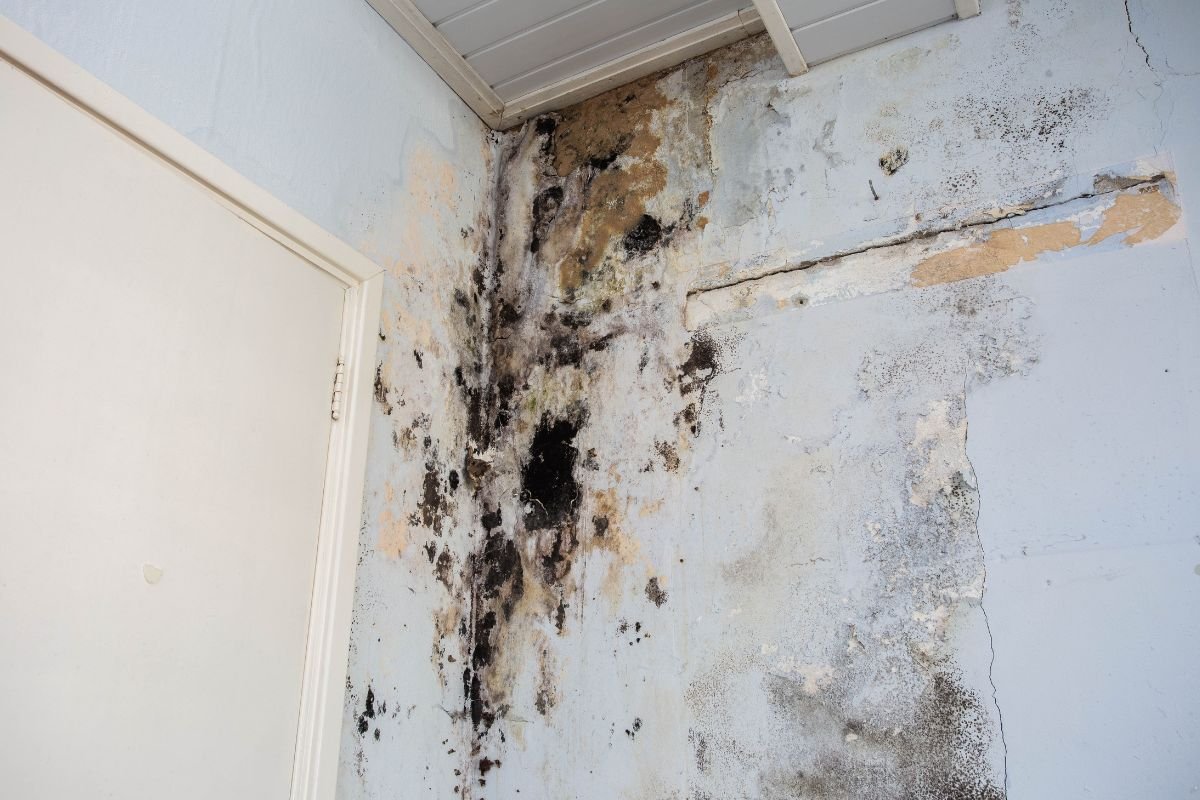 Mold growth on a wall in a room, highlighting the need for professional mold removal services.